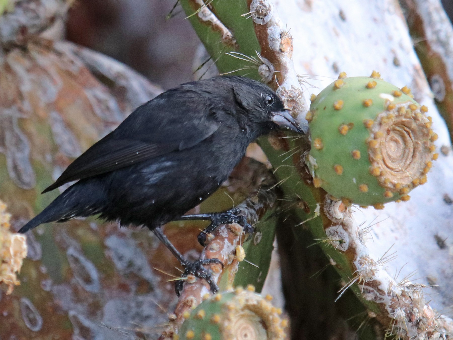 ヘノベササボテンフィンチ Ebird