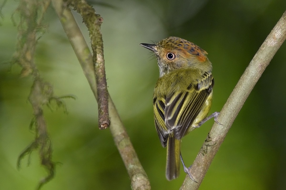 Scale-crested Pygmy-Tyrant - Daniel Irons