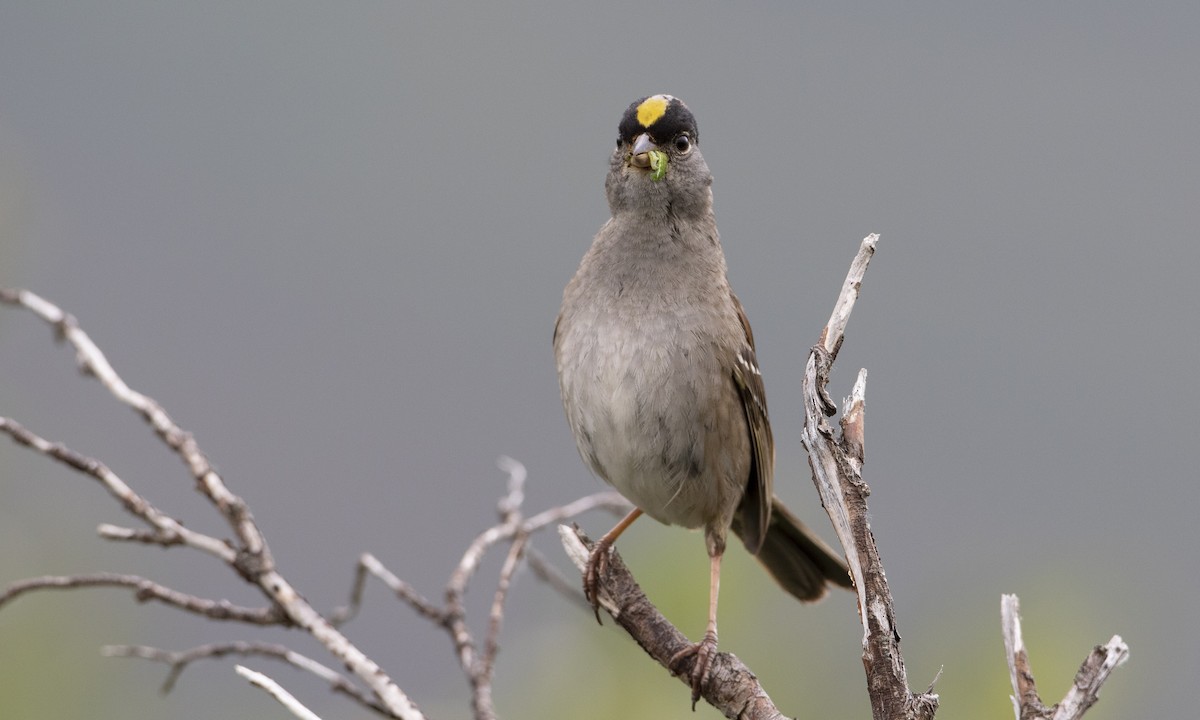 Golden-crowned Sparrow - Brian Sullivan