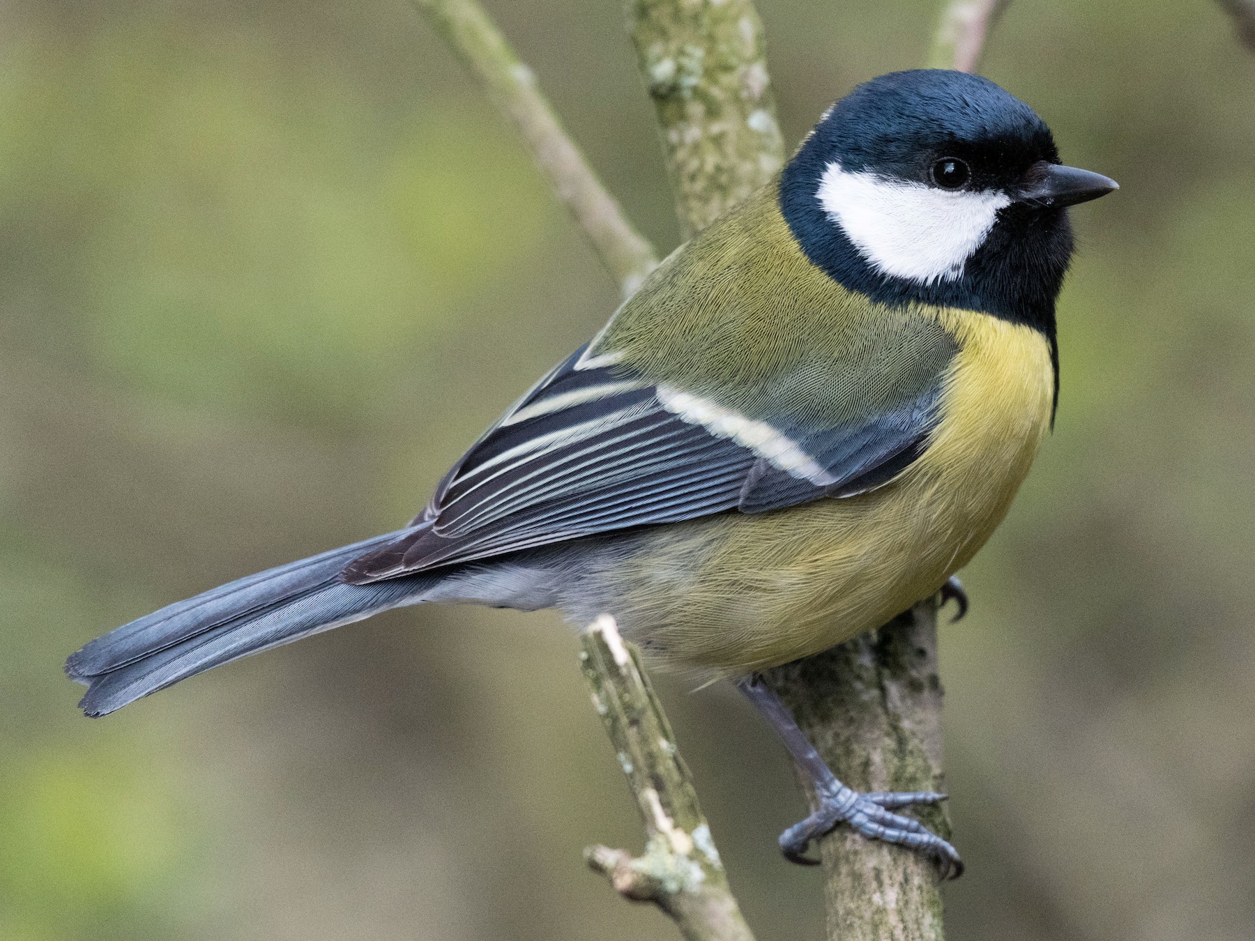 Horizontal photo of single blue tit. Small bird with nice yellow