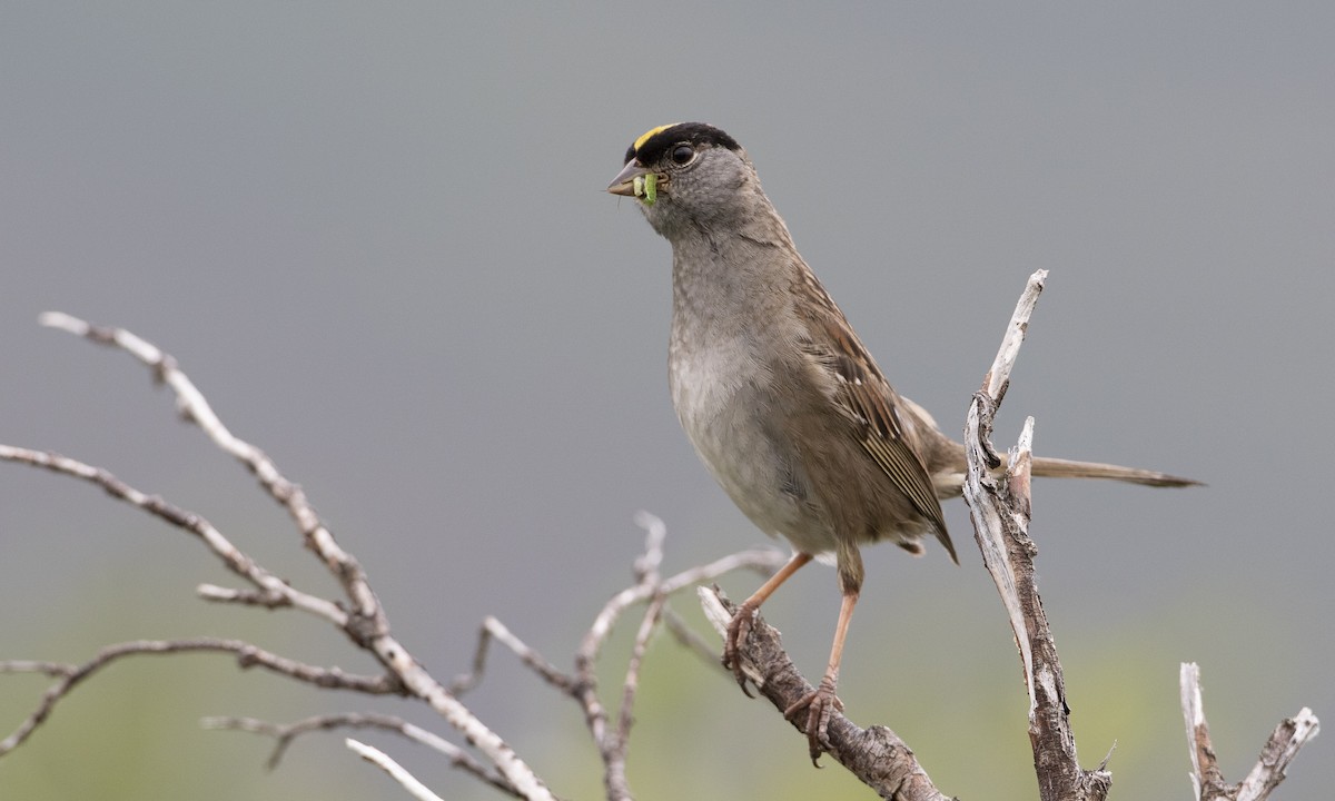 Golden-crowned Sparrow - ML169358711