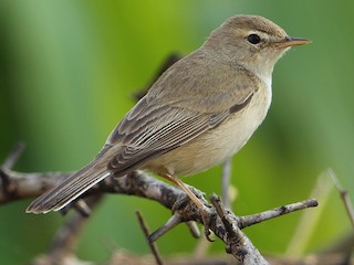  - Booted Warbler
