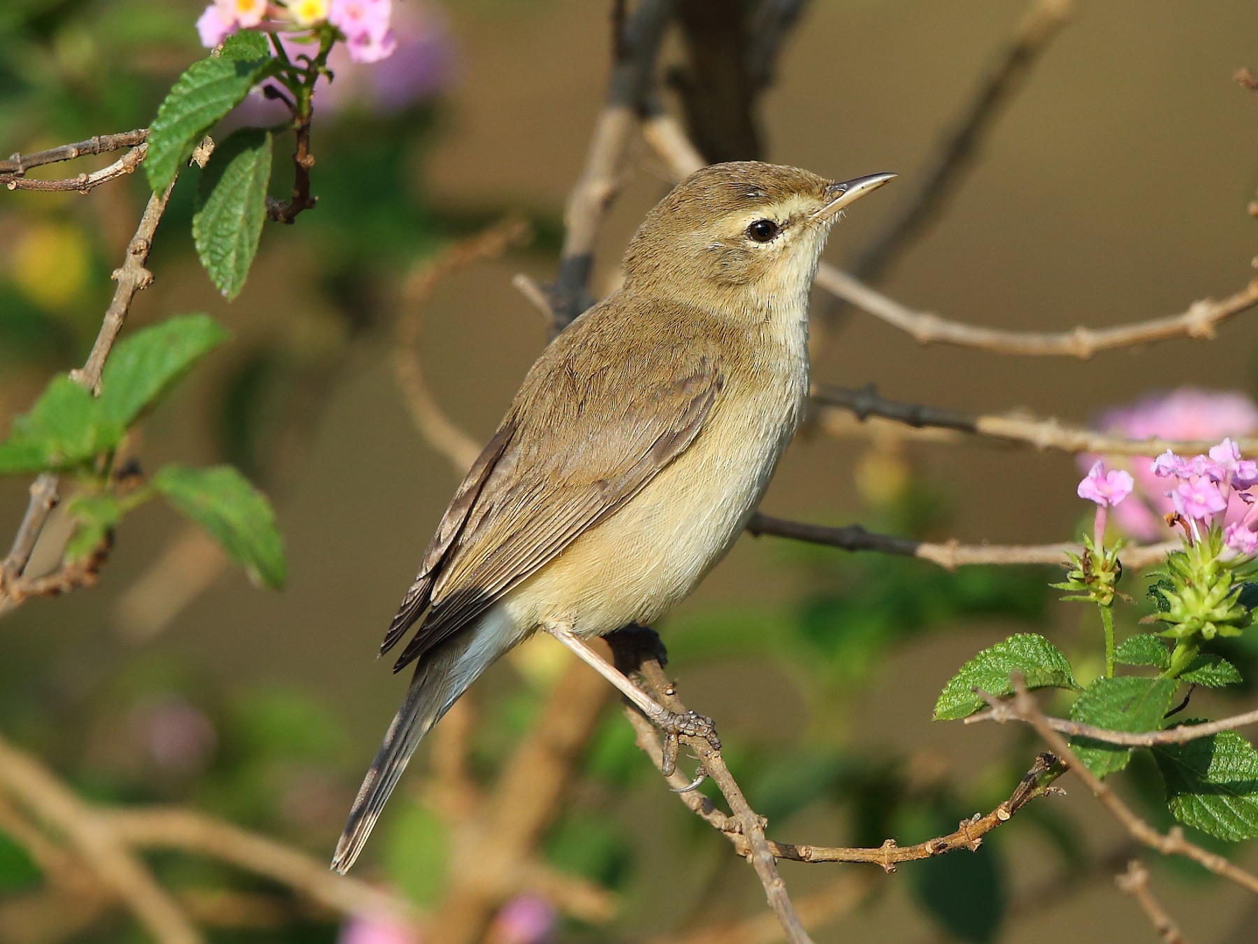 Booted Warbler - Albin Jacob