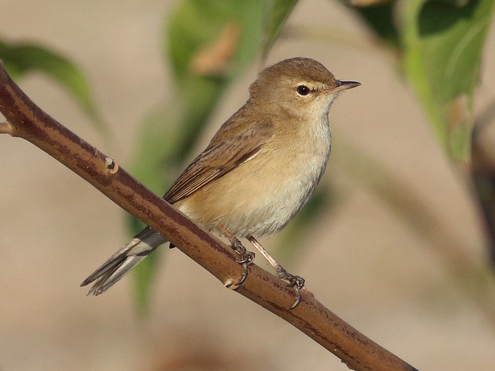 Booted Warbler - Raaj  Bora