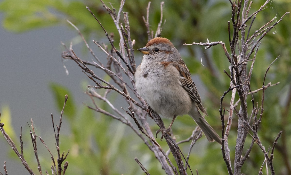 American Tree Sparrow - ML169358821