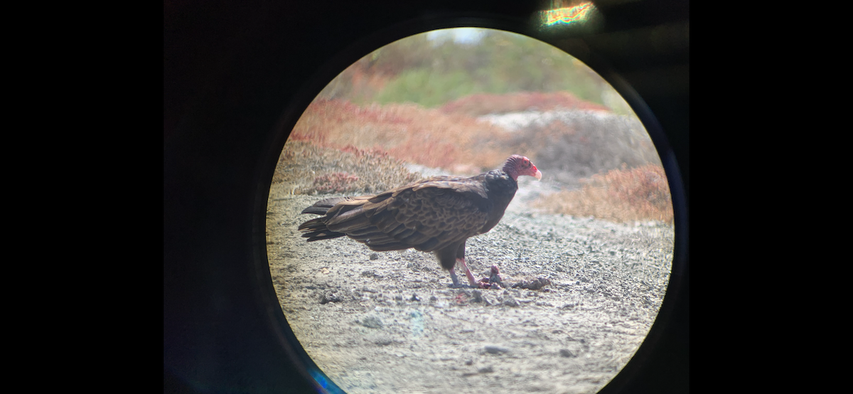 Turkey Vulture - ML169358851