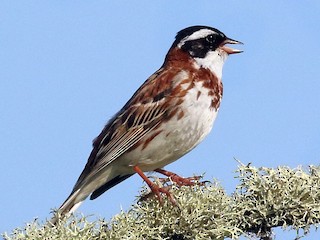  - Rustic Bunting