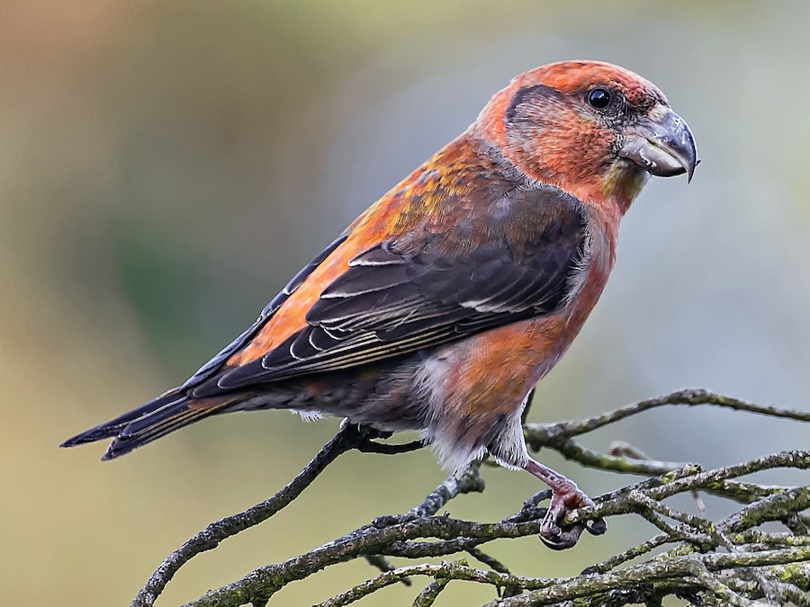 Parrot Crossbill - eBird