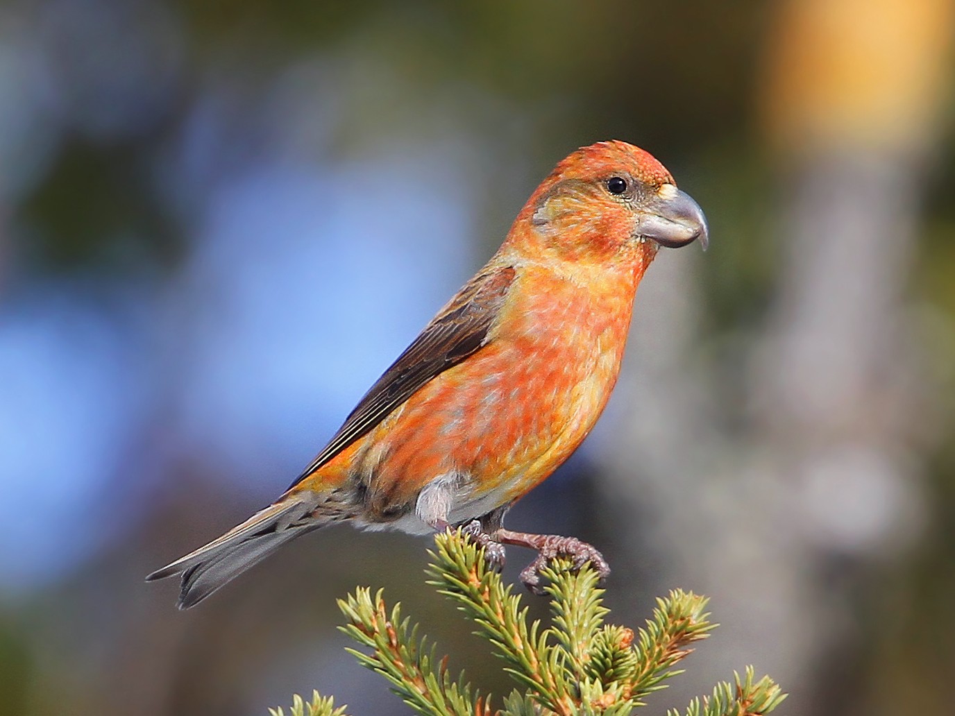 ハシブトイスカ Ebird