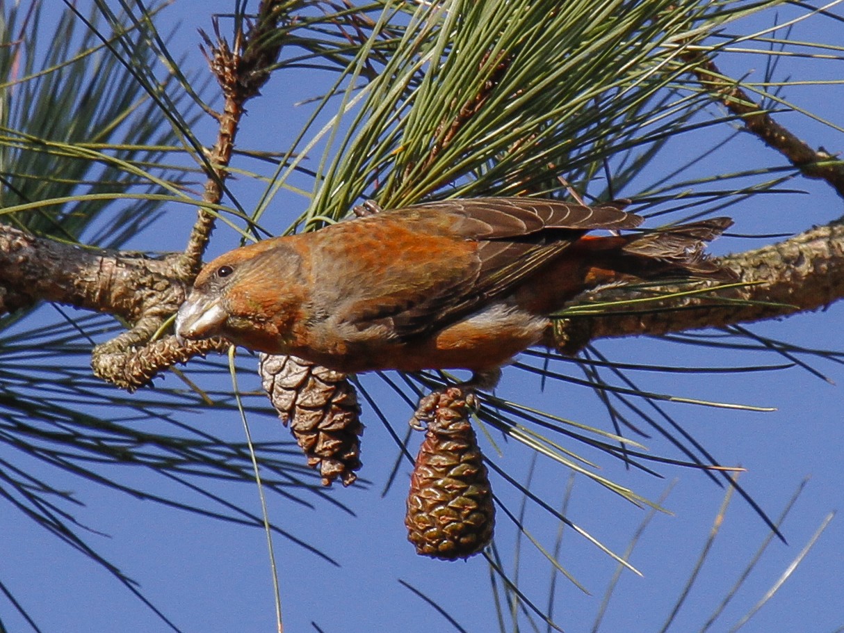 Parrot Crossbill - James Kennerley