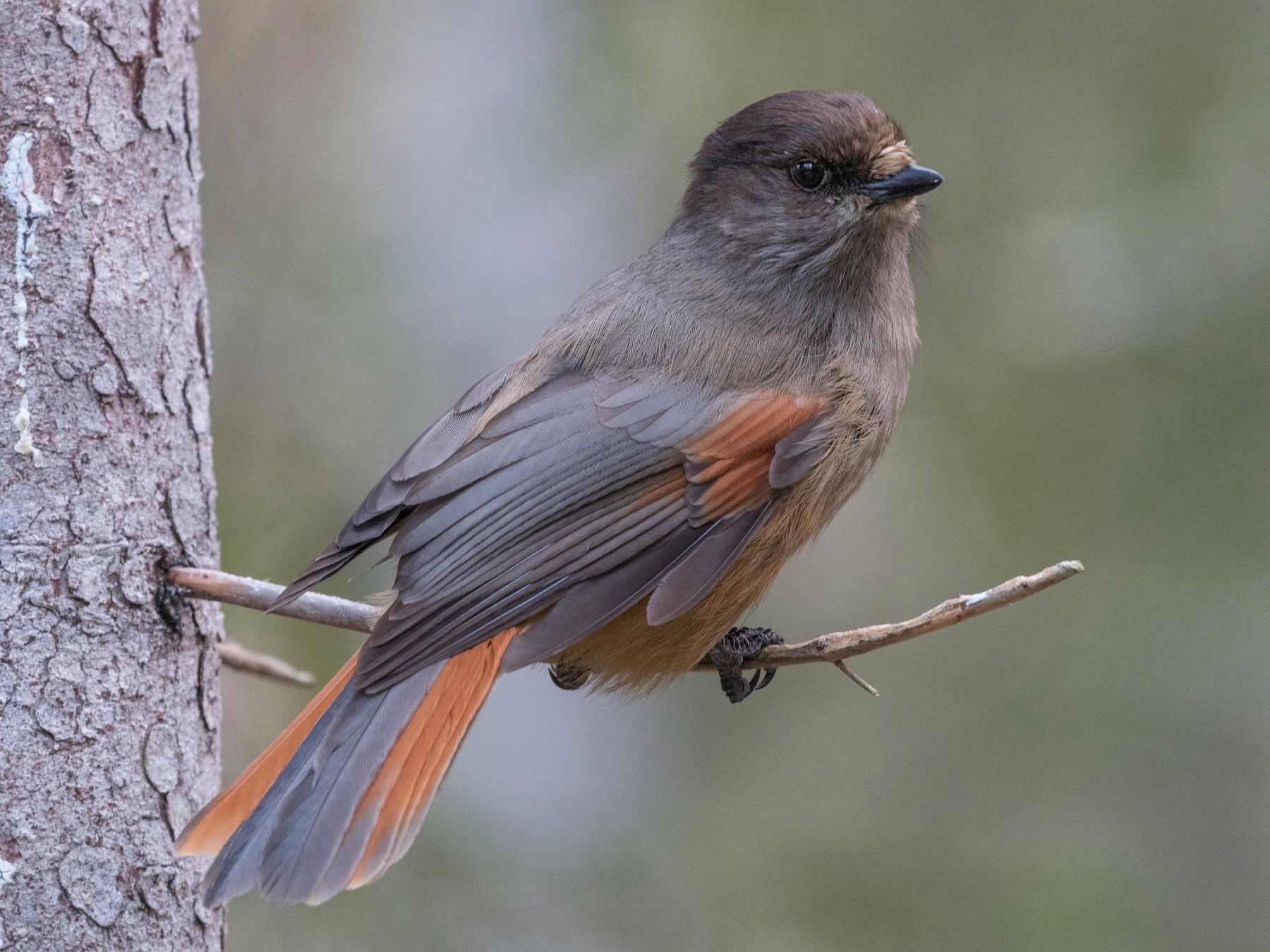 Siberian Jay - Hans Norelius