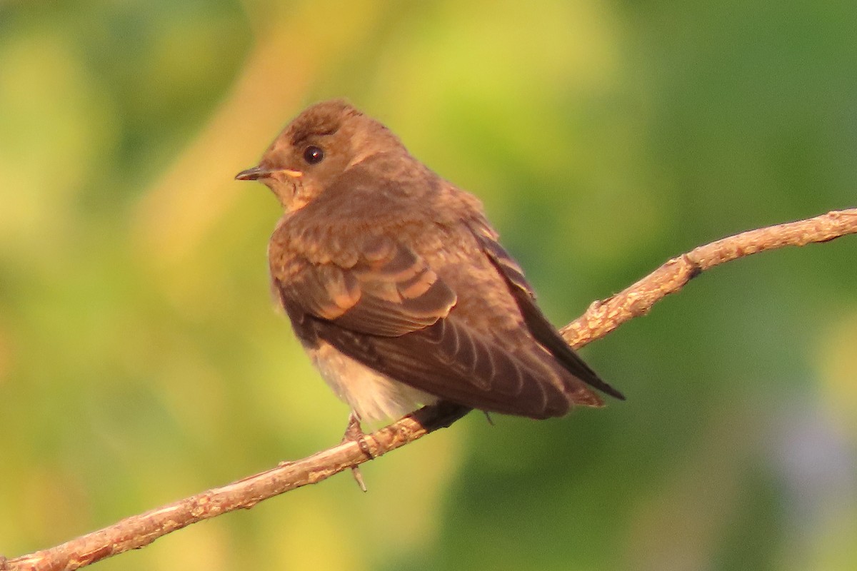 Northern Rough-winged Swallow - ML169363771