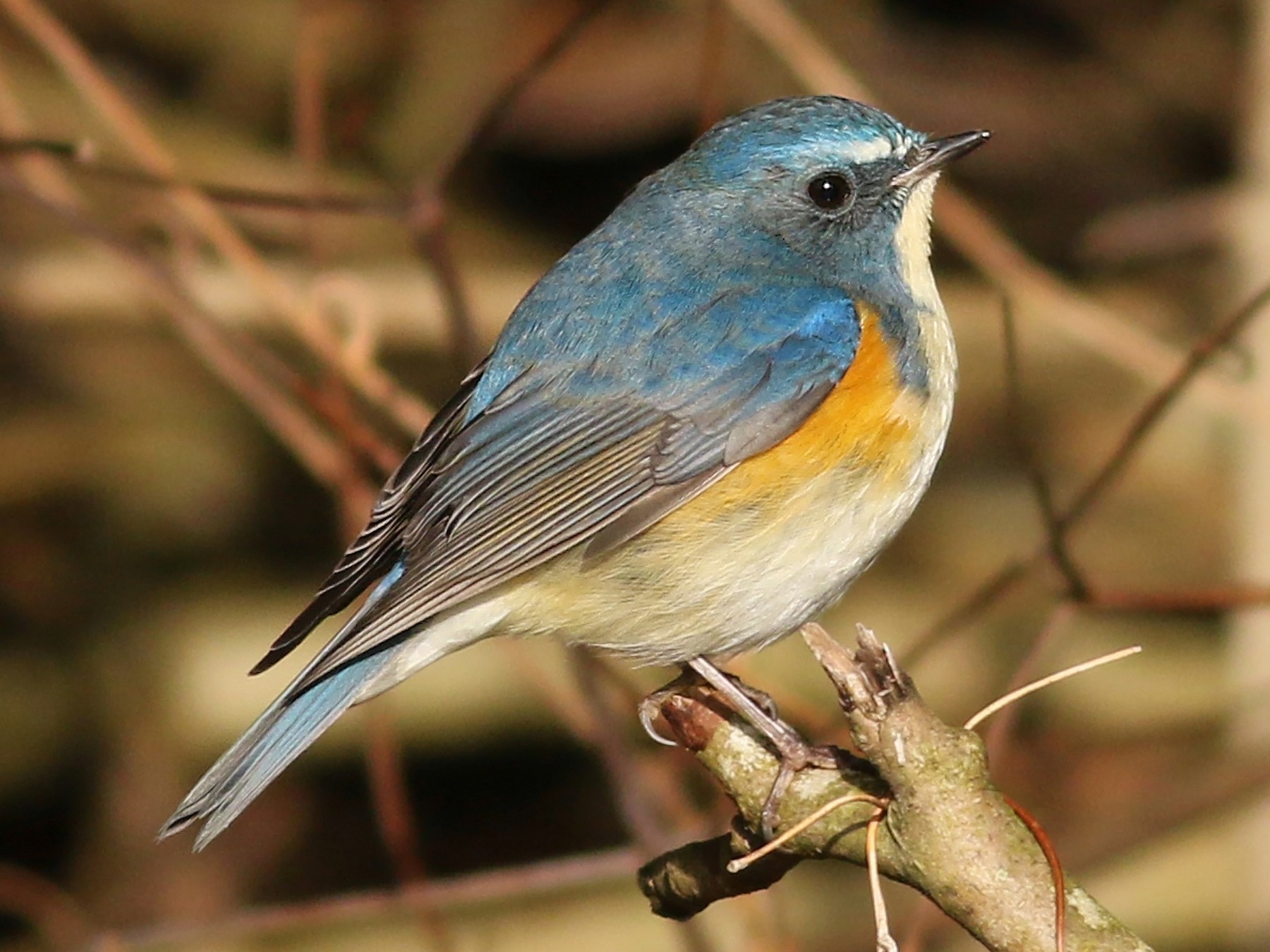 Red-flanked Bluetail, Tarsiger cyanurus - Birds - NatureGate