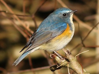 Red-flanked Bluetail - Tarsiger cyanurus - Birds of the World