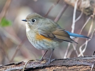 Red-flanked bluetail - Wikipedia