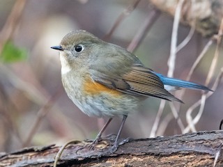 Brown and blue bird, female Red-flanked Bluetail (Tarsiger