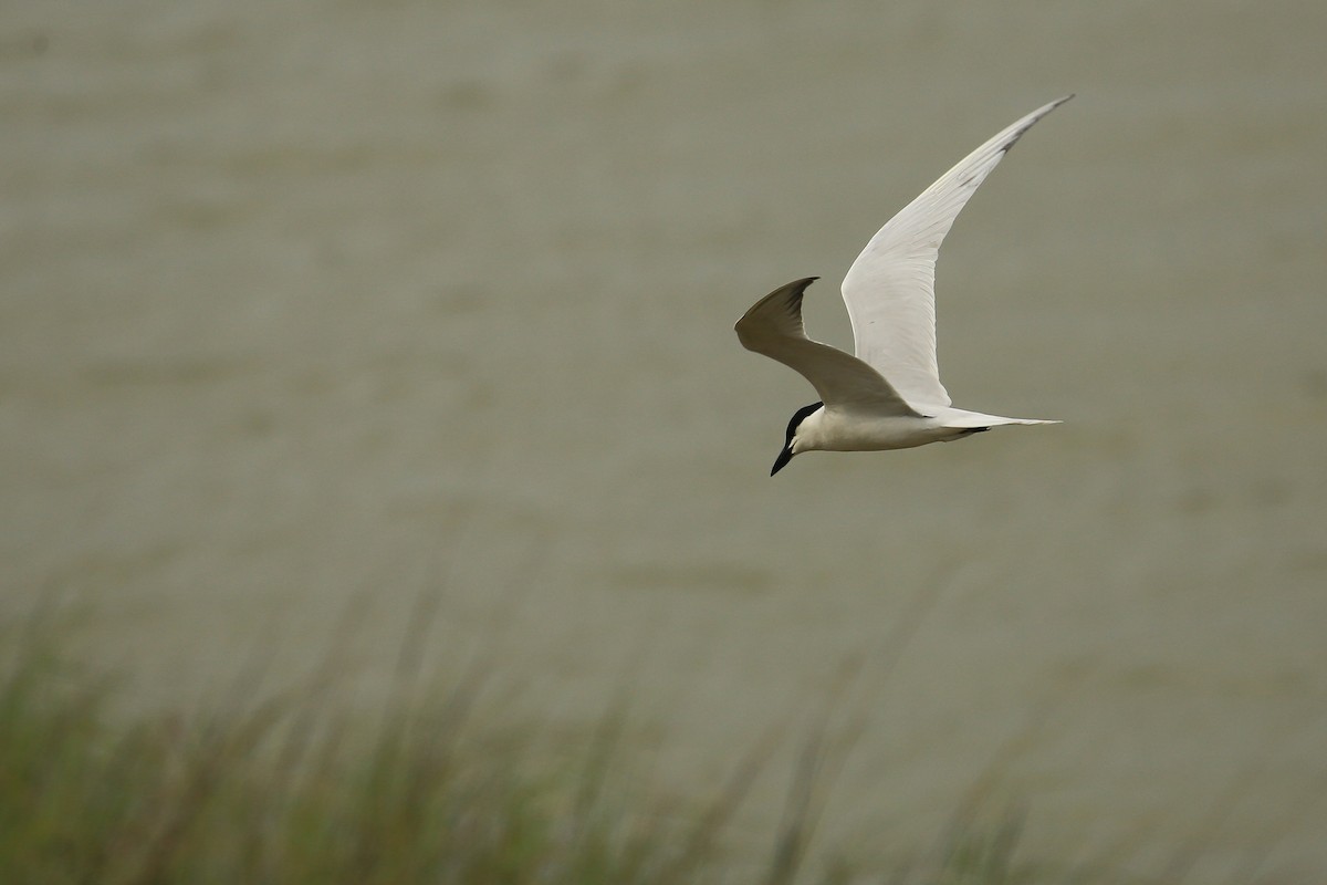 Gull-billed Tern - Tim Lenz
