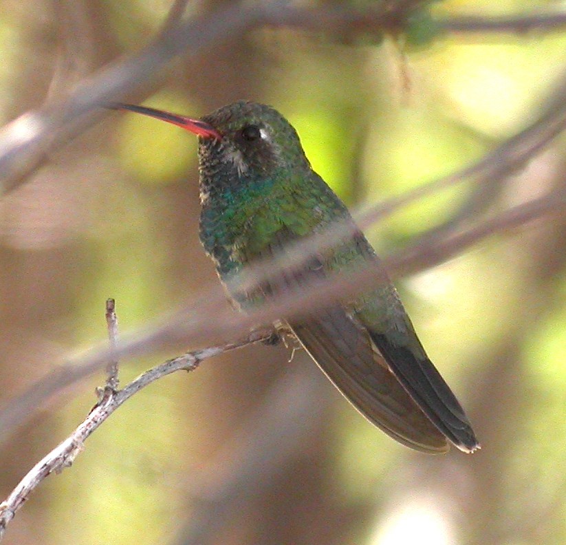 Broad-billed Hummingbird - Ed Thomas