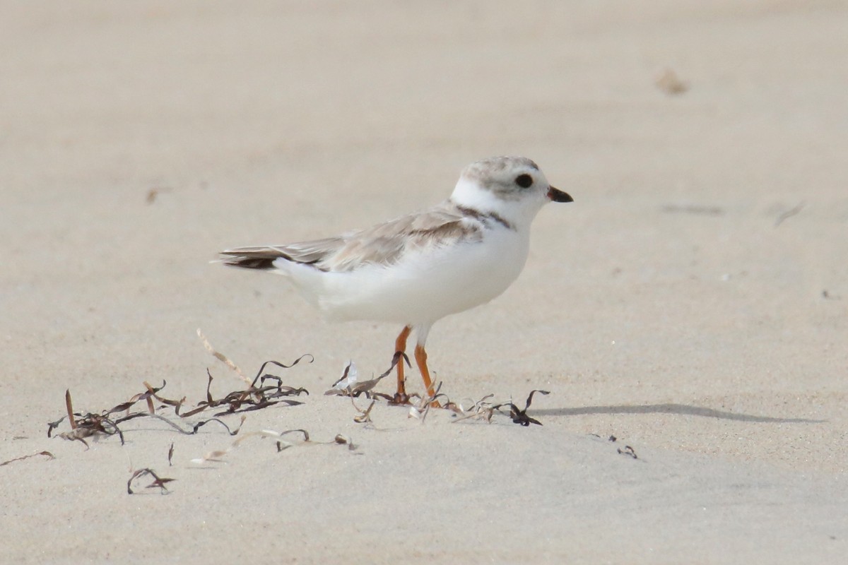 Piping Plover - ML169378171