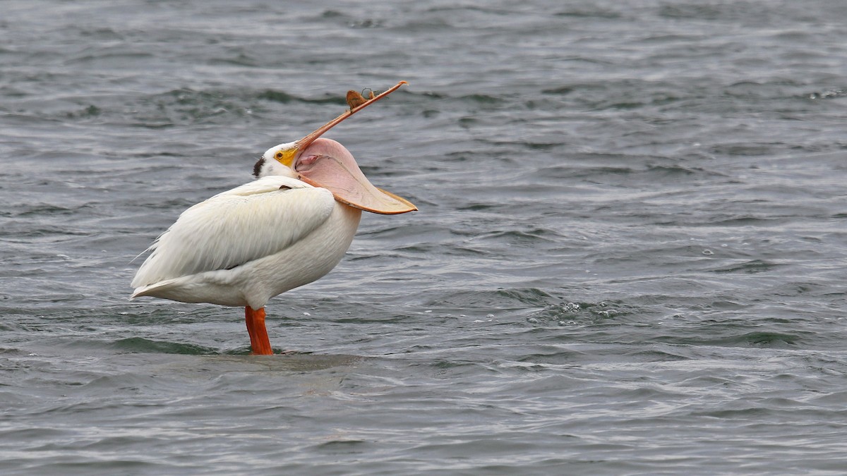 pelikán severoamerický - ML169379281