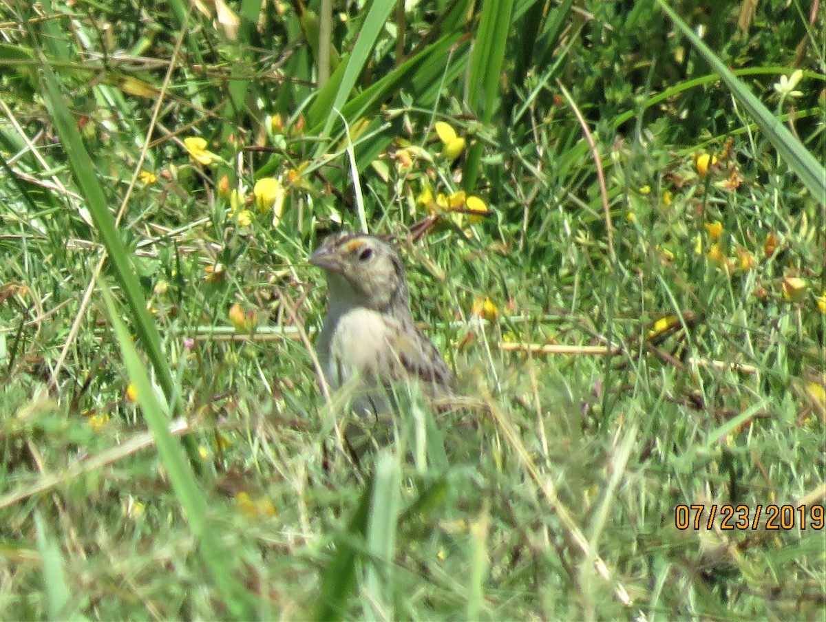 Grasshopper Sparrow - dave chase