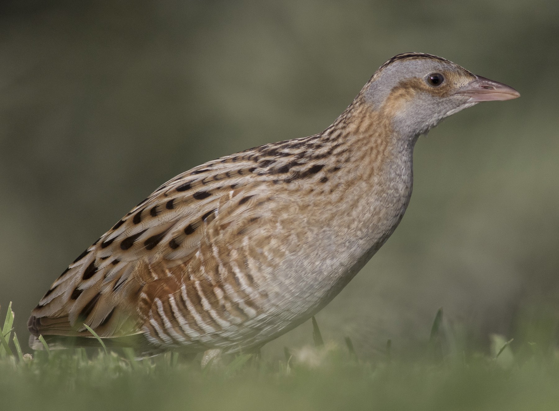 Corn Crake - Jacob Drucker