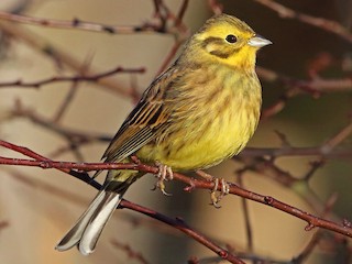 - Yellowhammer