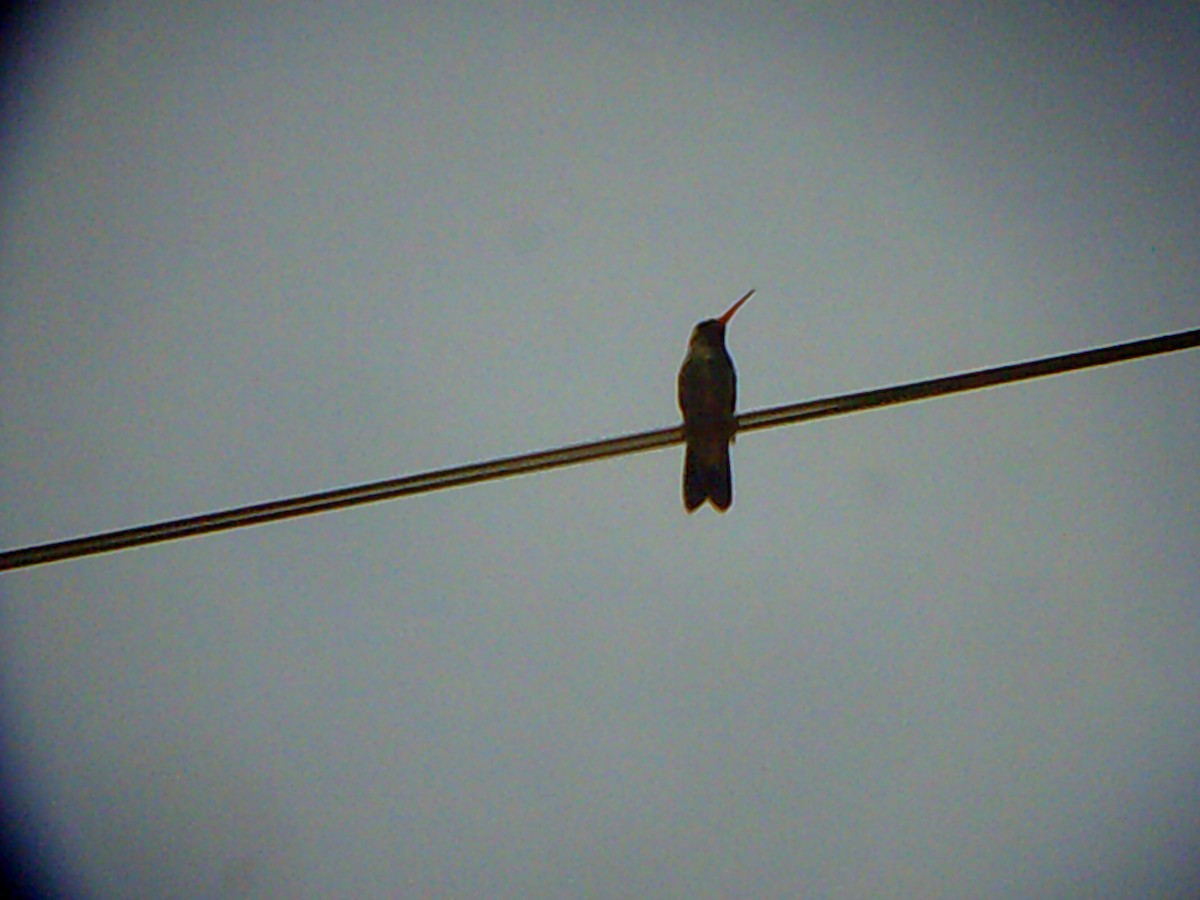 hummingbird sp. - OPySI A.C.