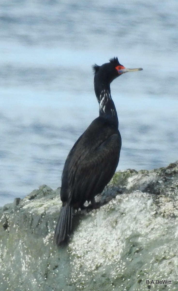 Red-faced Cormorant - ML169385501