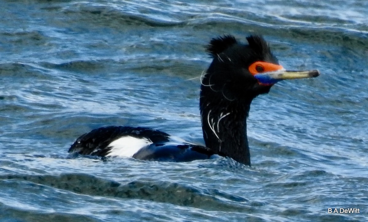 Red-faced Cormorant - ML169385601