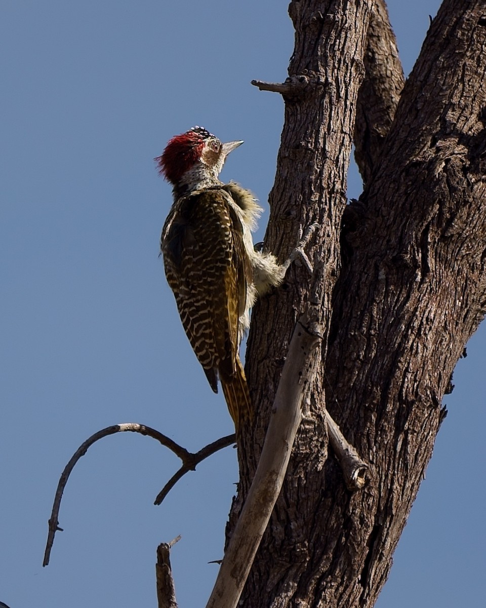 Bennett's Woodpecker (Light-spotted) - ML169397161