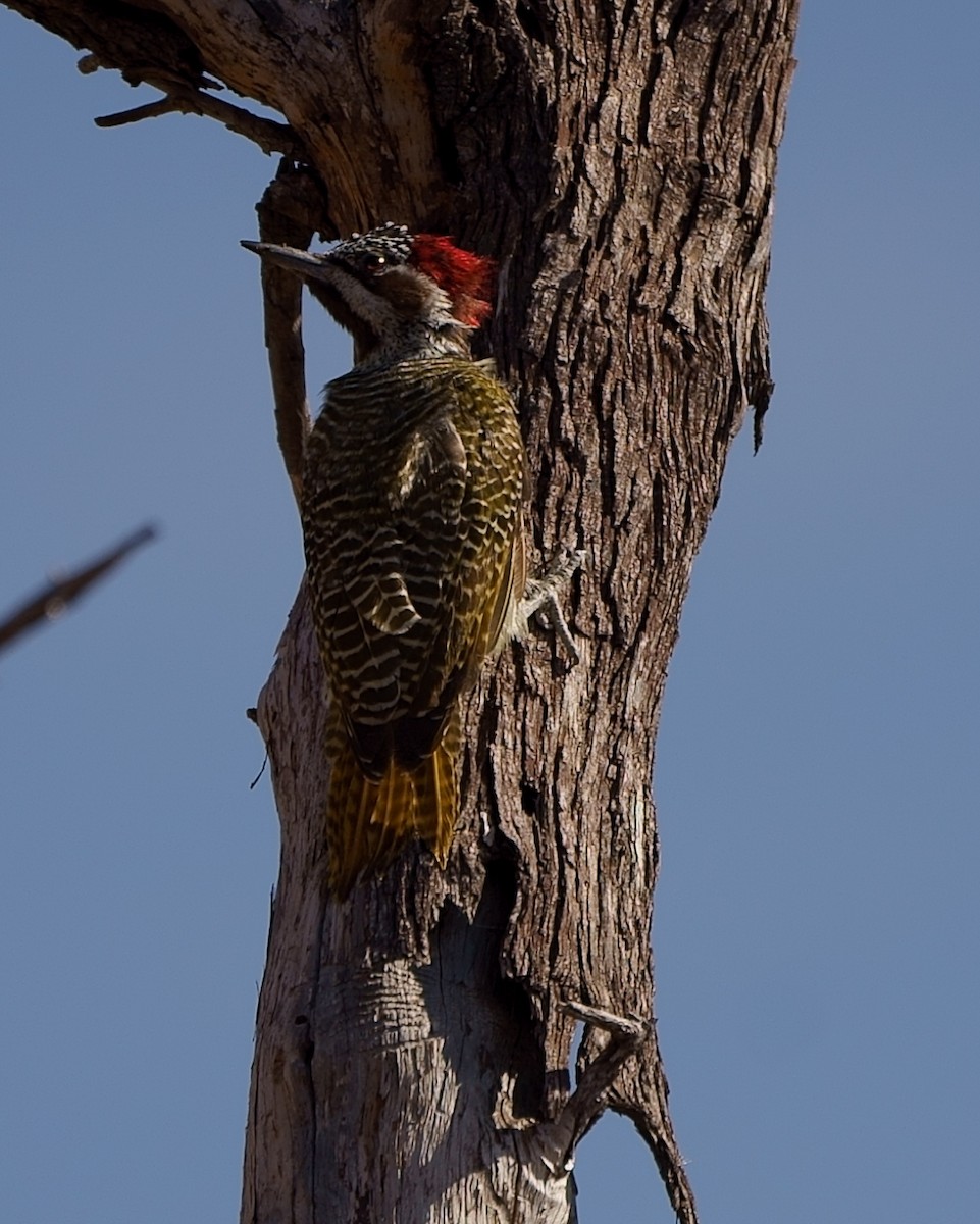Bennett's Woodpecker (Light-spotted) - ML169397191
