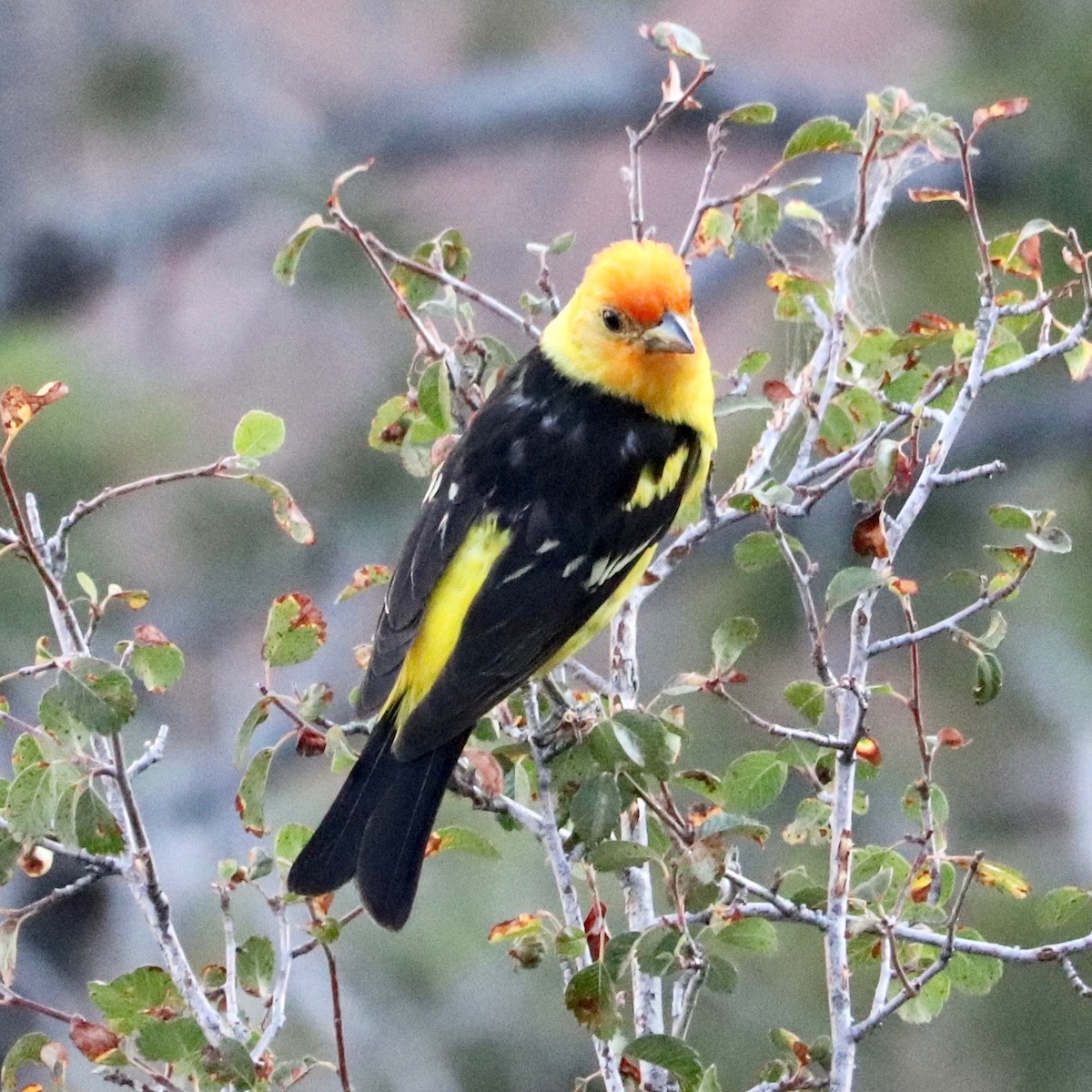 Western Tanager - ML169398441