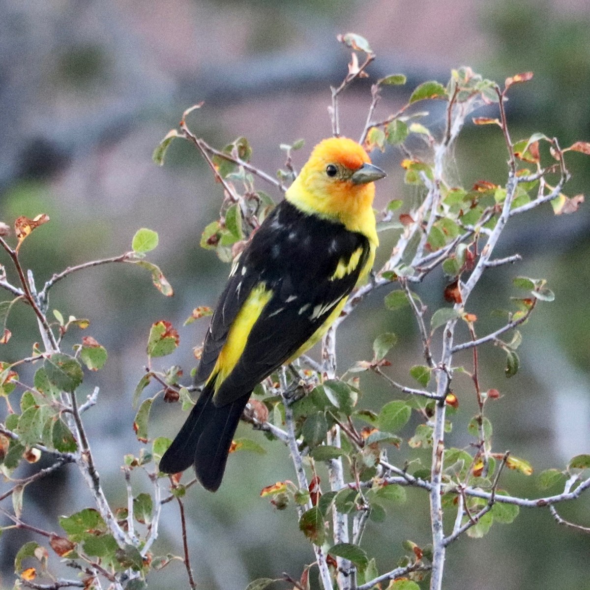 Western Tanager - ML169398451