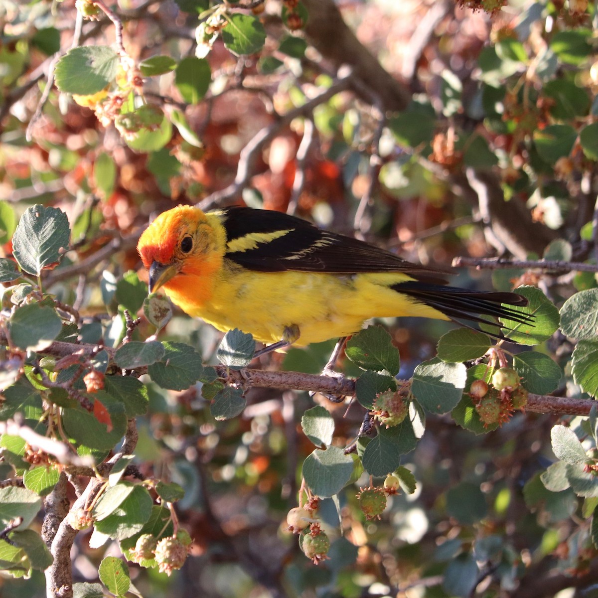 Western Tanager - ML169398681