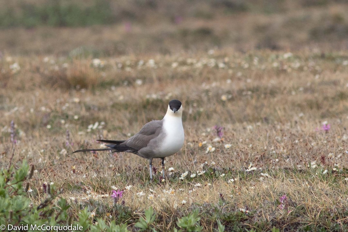Long-tailed Jaeger - ML169402091