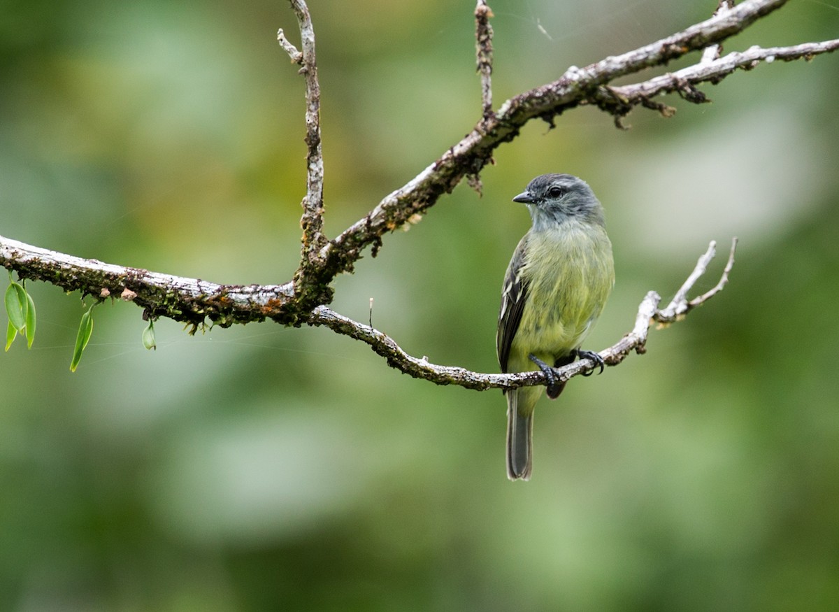 Yellow-crowned Tyrannulet - ML169405401