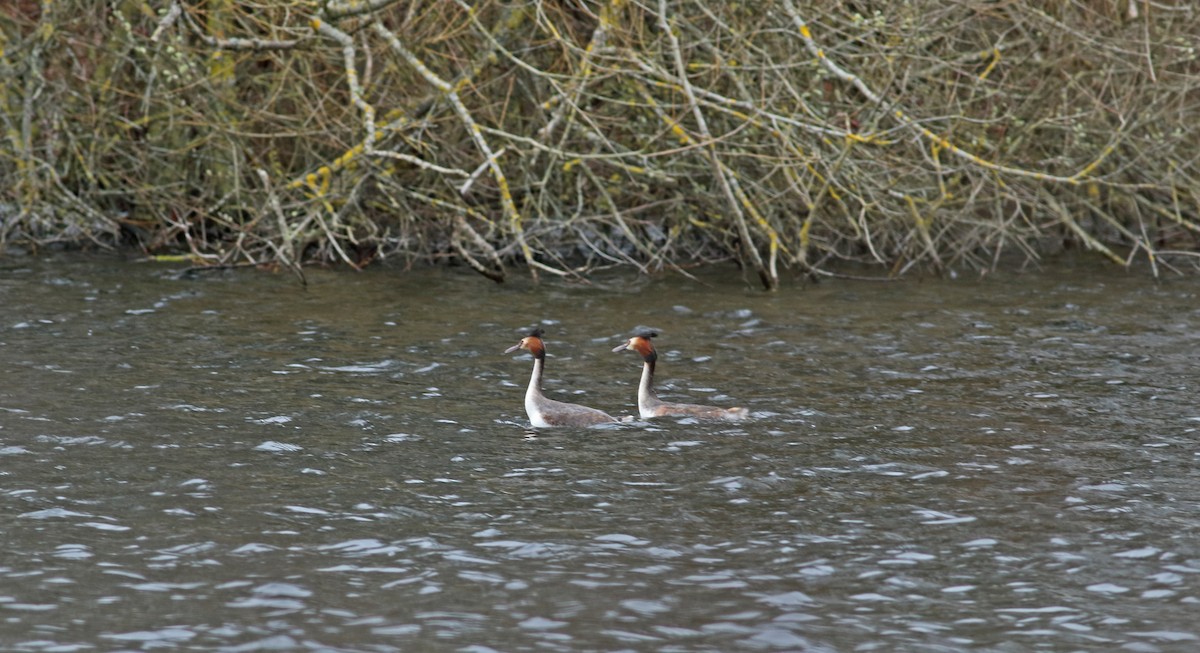 Great Crested Grebe - ML169406321