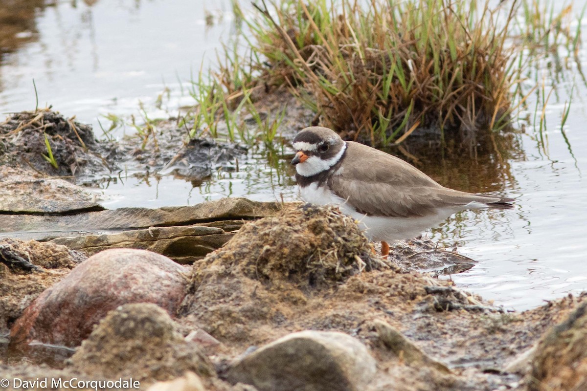 Semipalmated Plover - ML169409961