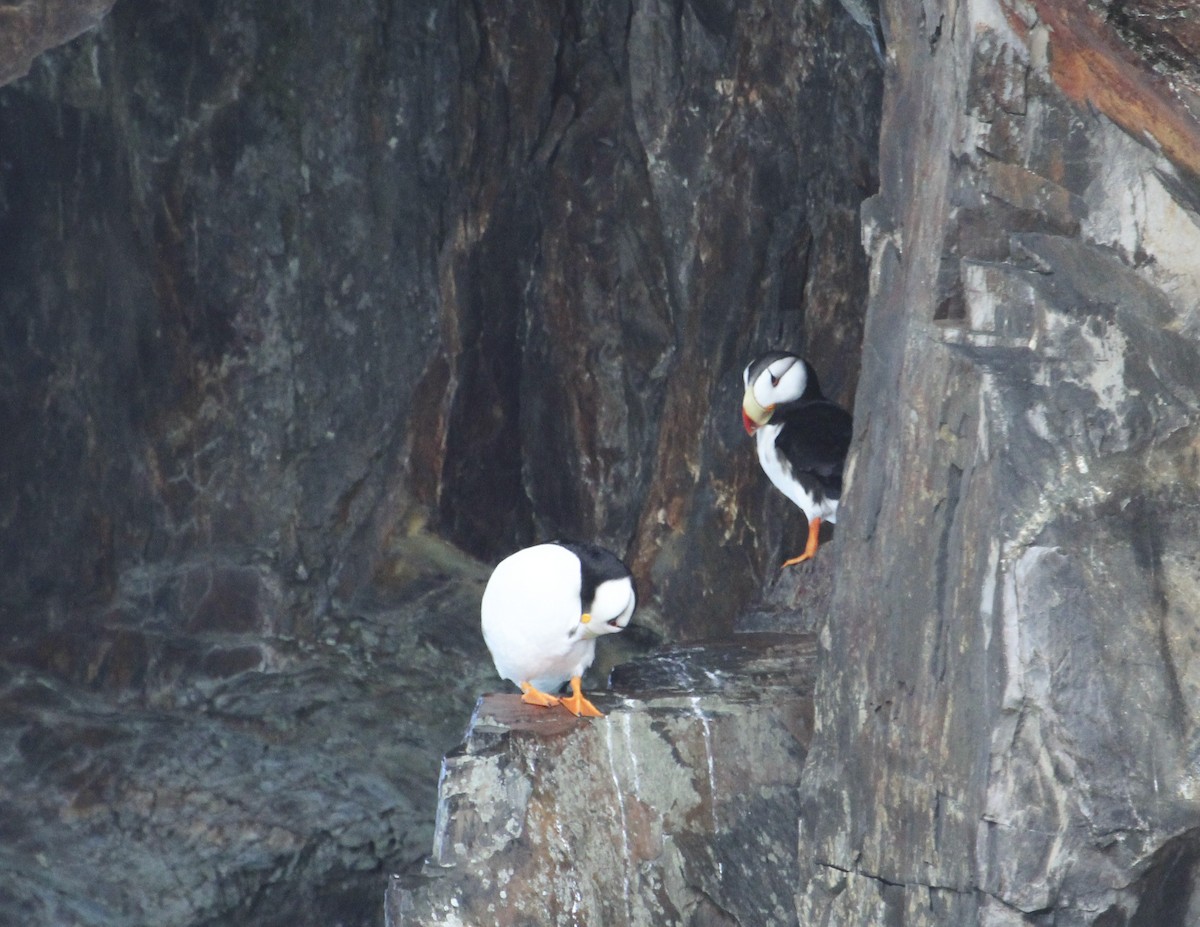 Horned Puffin - ML169412451