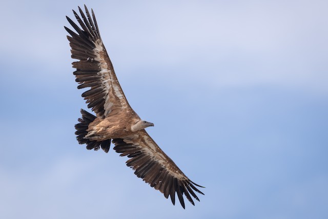 Eurasian Griffon undergoing Third Prebasic Molt (subspecies <em class="SciName notranslate">fulvus</em>). - Eurasian Griffon - 