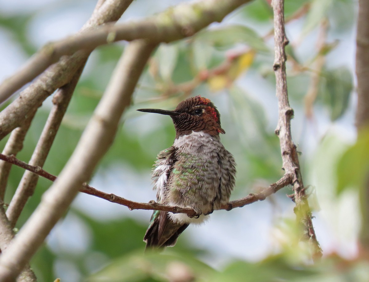 Anna's Hummingbird - Tom Edell