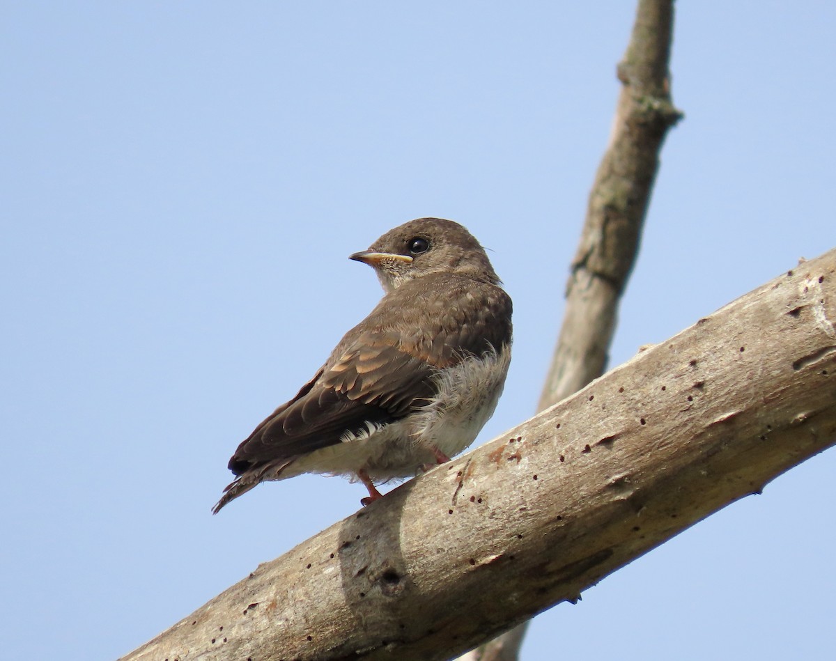 Northern Rough-winged Swallow - Tom Edell