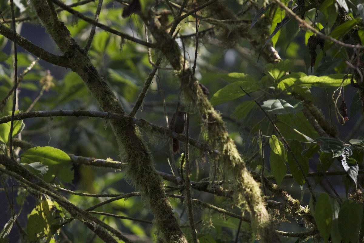 Red-faced Spinetail - ML169419371