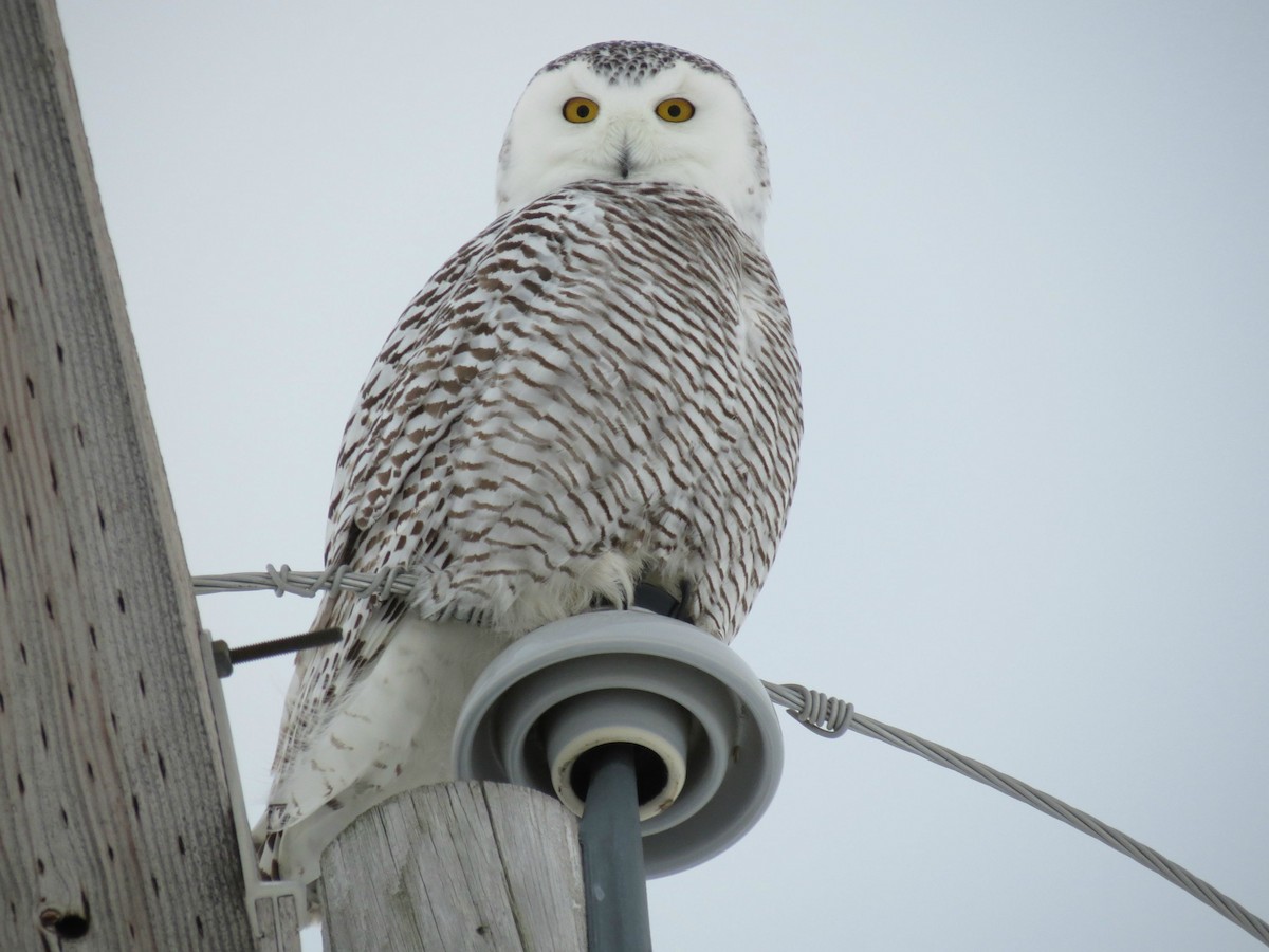 Snowy Owl - ML169419441