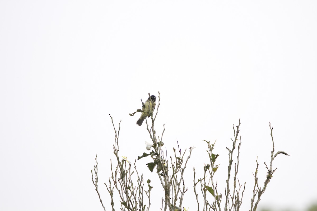 Yellow-bellied Seedeater - ML169420791