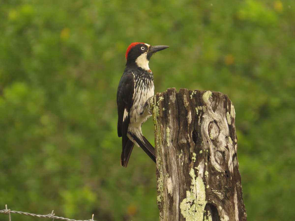 Acorn Woodpecker - Martin Stoner