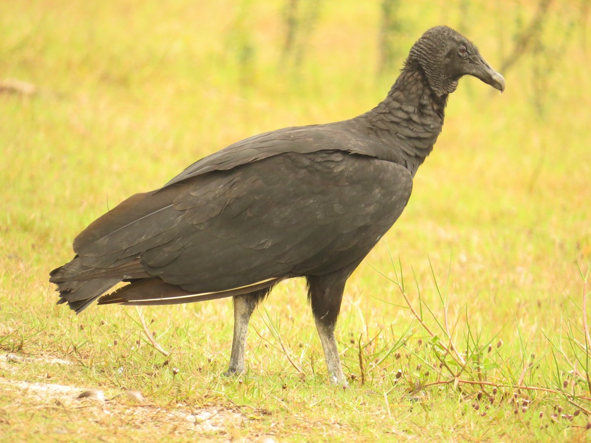 Black Vulture - ML169424151