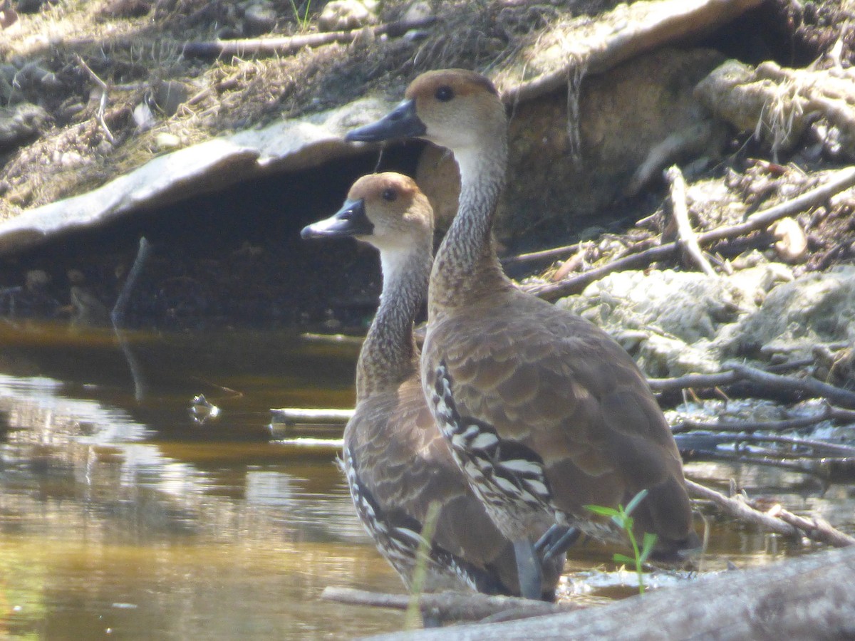 West Indian Whistling-Duck - ML169426851
