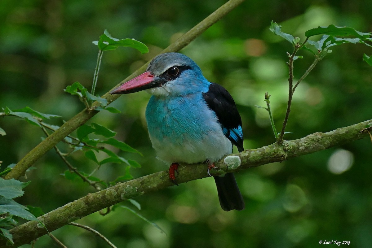 Blue-breasted Kingfisher - ML169435411